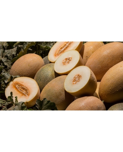 Giống dưa lưới New Century Melon