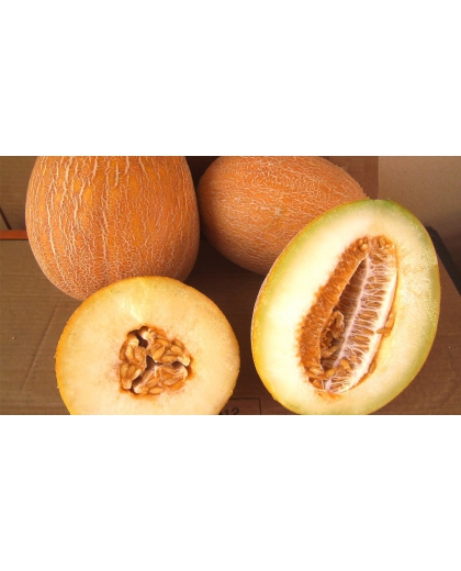 Giống dưa lưới Valencia Melon