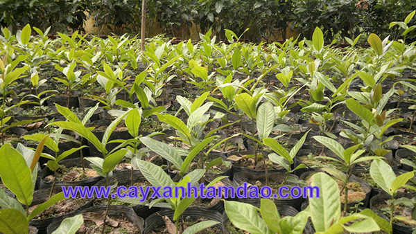 Giống cây hải đường tam đảo