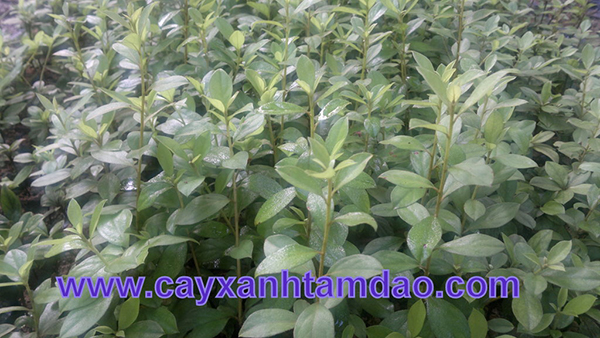 Giống hoa đỗ quyên