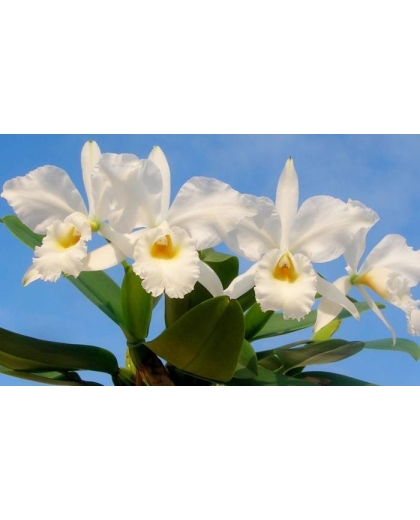 Giống lan Cattleya