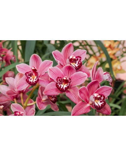 Giống lan Cymbidium