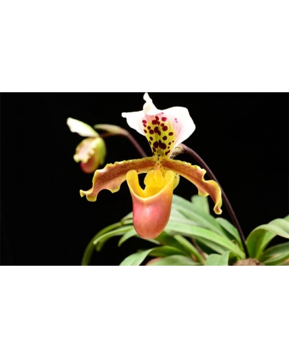 Giống lan Phragmipedium