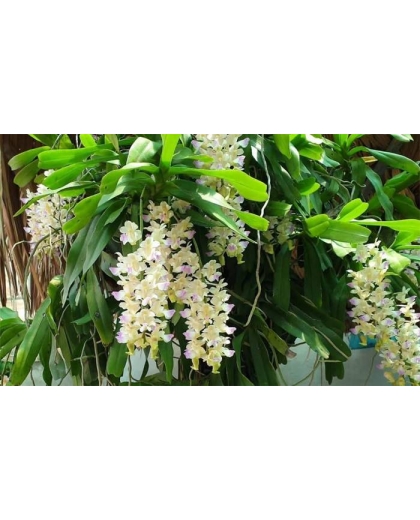 Giống lan Tam Bảo Sắc