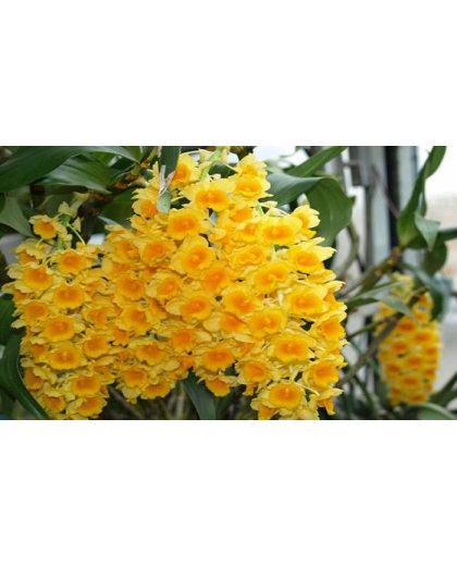 Giống lan Thủy Tiên mỡ gà