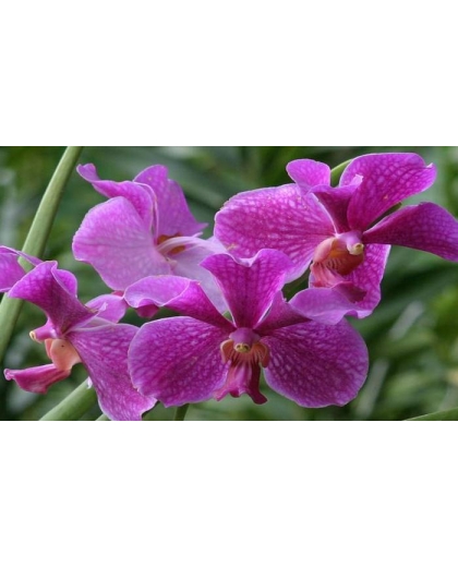 Giống lan Vanda