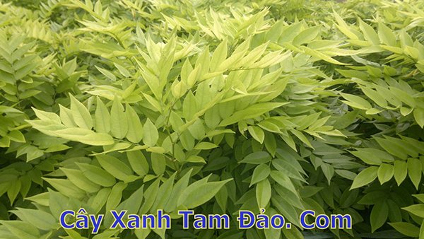 Giống cây sưa đỏ