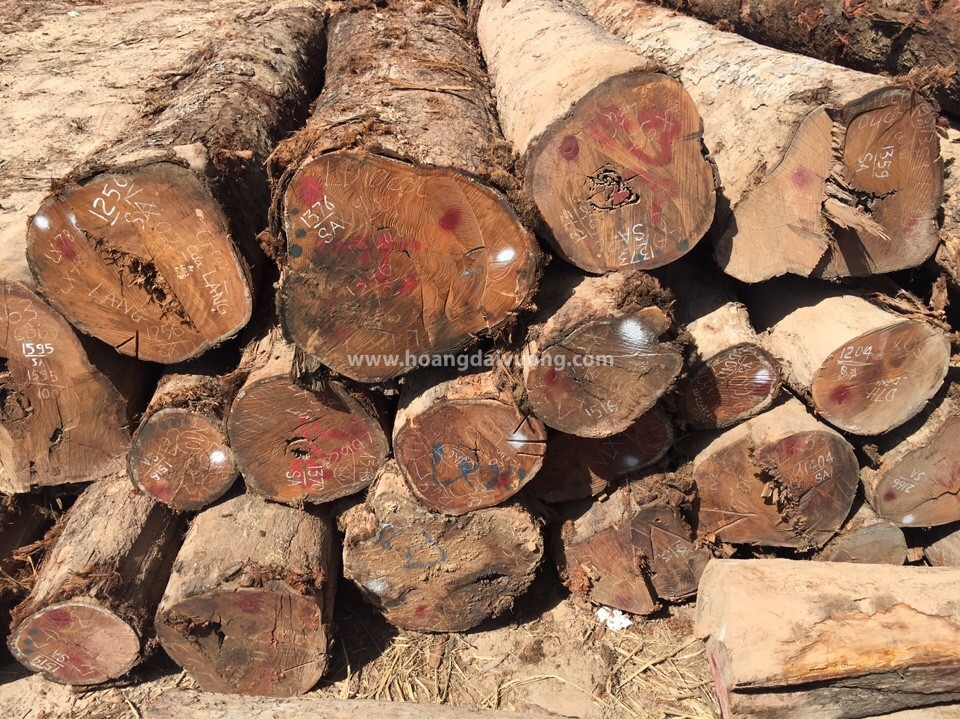 Gỗ cà chít