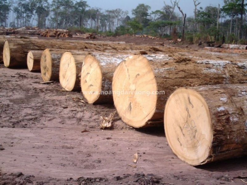 Gỗ dái ngựa