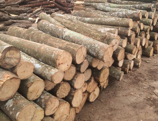 Gỗ keo lại