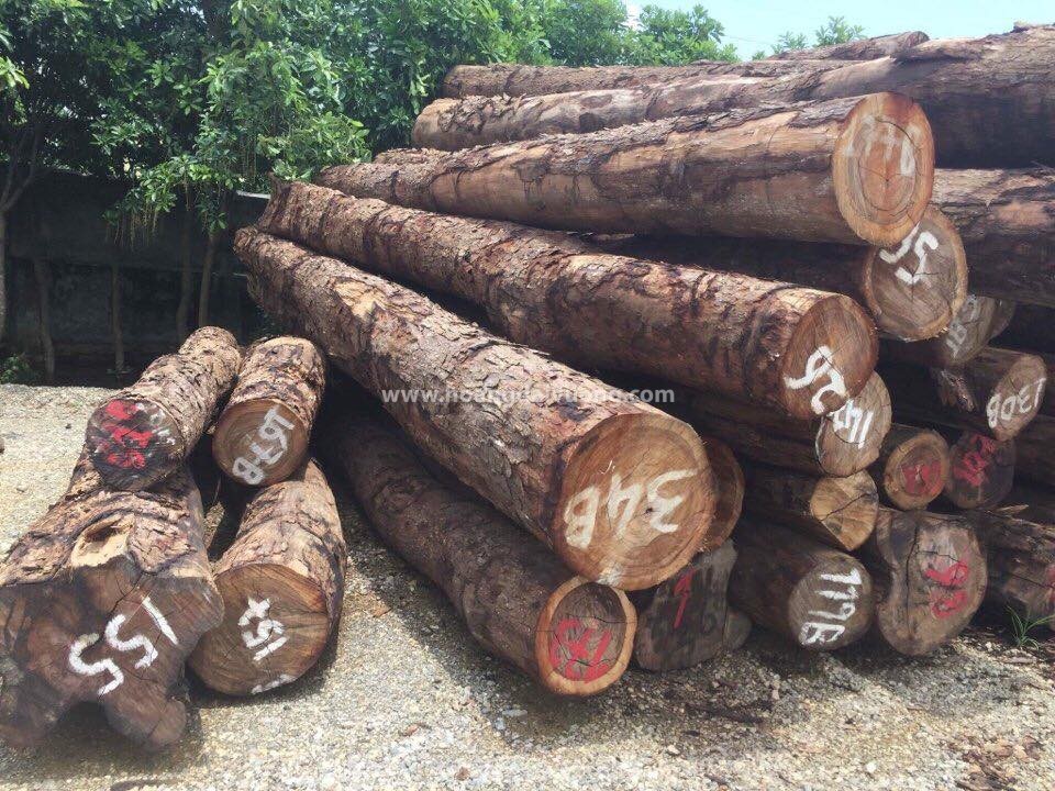 Gỗ sơn huyết