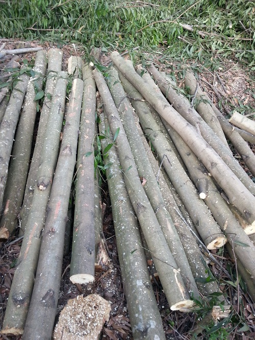 Gỗ thô xuất khẩu