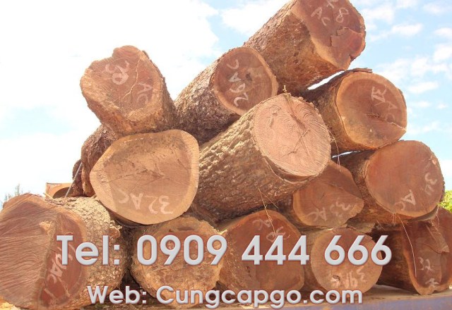 Gỗ trắc đỏ
