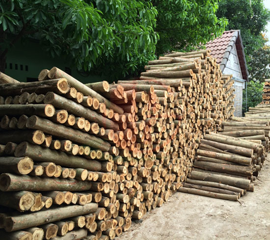 Gỗ tràm cưa, xẻ