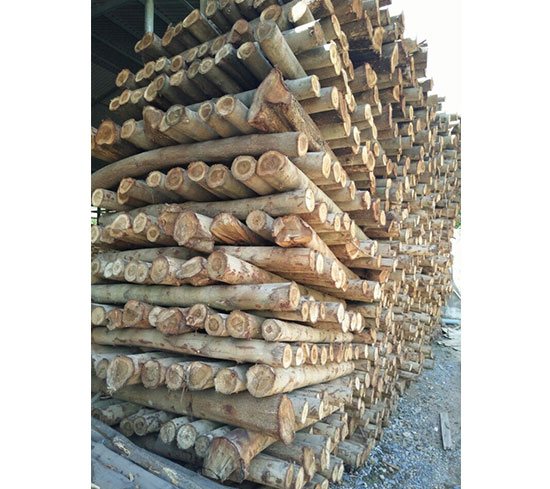 Gỗ tràm cưa, xẻ