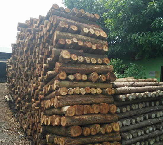 Gỗ tràm cưa, xẻ