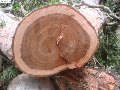 Gỗ Xoan Tròn