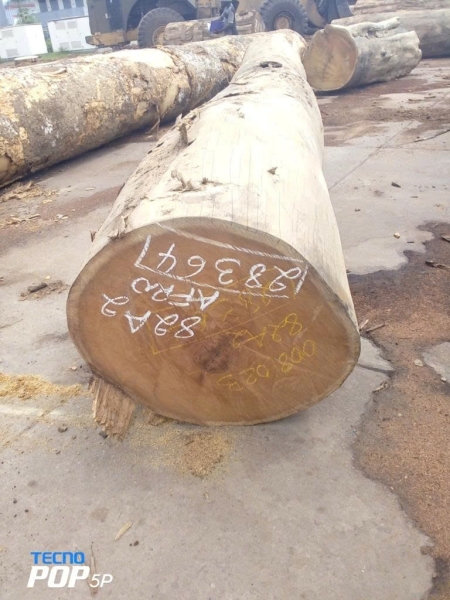 Gỗ Cẩm Vàng Afromosia