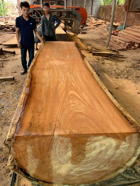 Gỗ đỏ Pachyloba