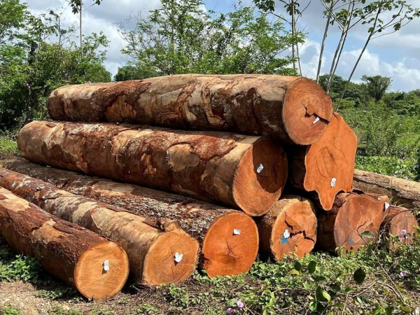Gỗ đỏ MKB