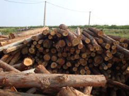 Gỗ keo , bạch đàn