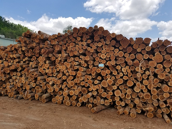 Gỗ keo, gỗ Teak xẻ