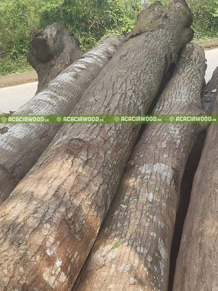 Gỗ keo tự nhiên