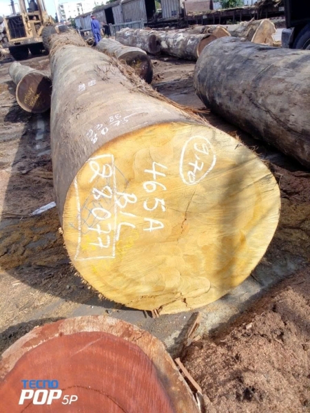 Gỗ mít Nam Phi Bilinga