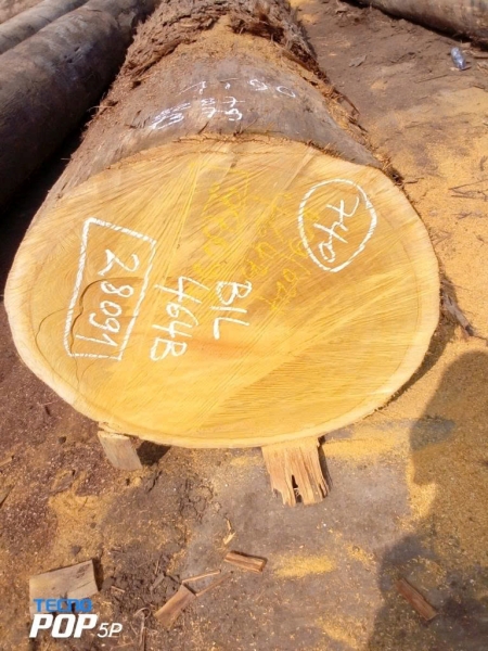 Gỗ mít Nam Phi Bilinga