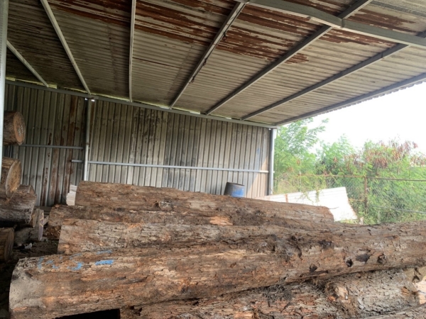 Gỗ sồi trắng Mỹ