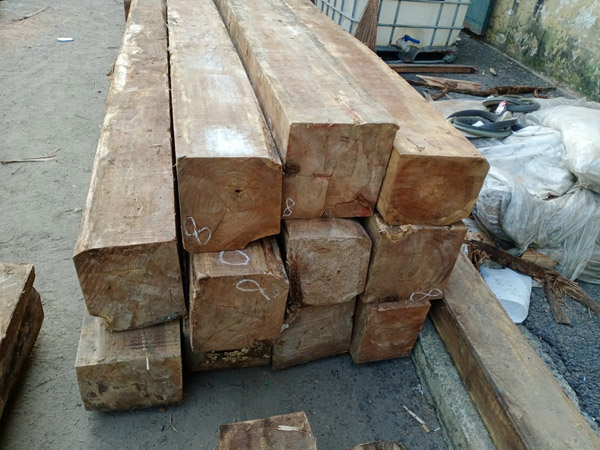 Gỗ giá tỵ