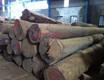 Gỗ tần bì và căm xe
