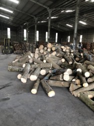 Gỗ cao su tròn