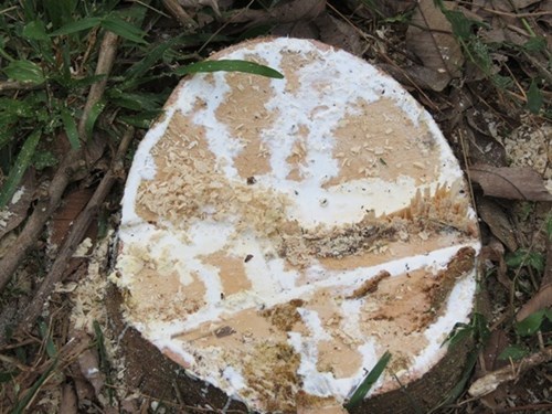 Gỗ gốc cao su