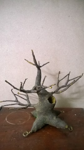 Gốc Bonsai