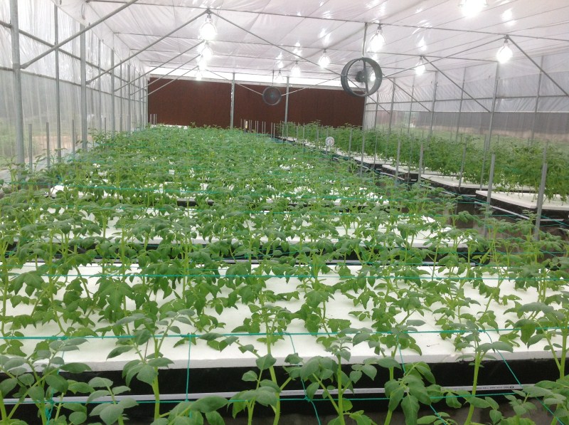 Nhân giống khoai tây sạch bệnh bằng phương pháp khí canh canh