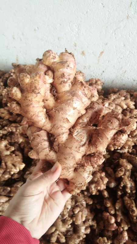 Gừng tươi