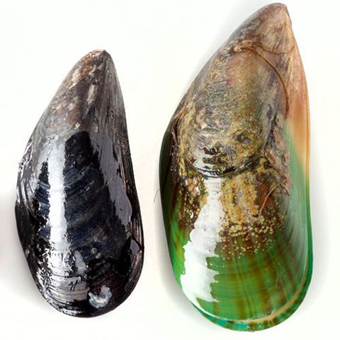 Hải sản