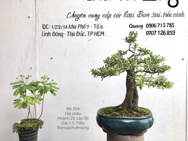 Hải châu