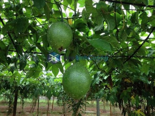 Hàng rào cây Gấc tại Hòa Bình
