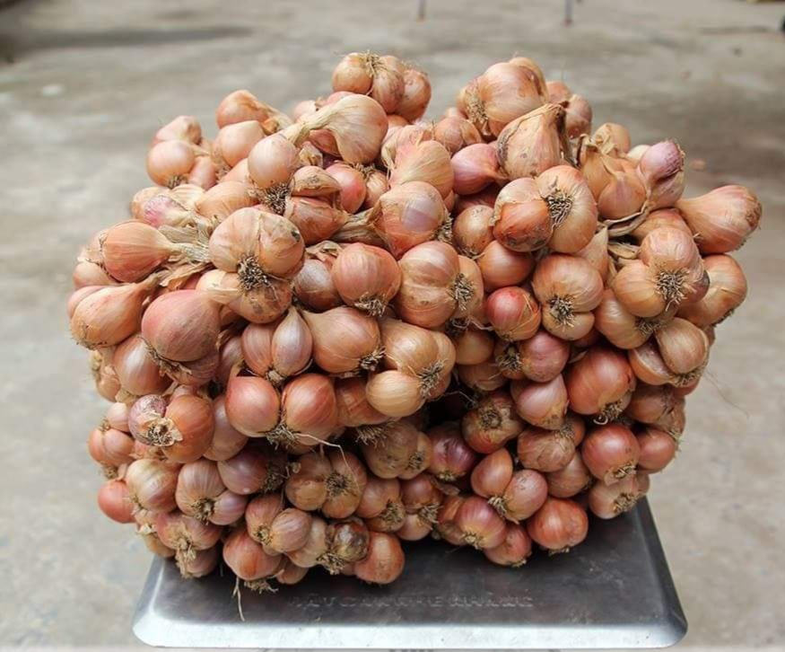 Hành khô
