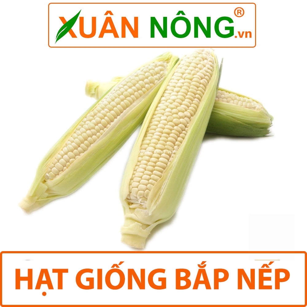Hạt giống bắp nếp
