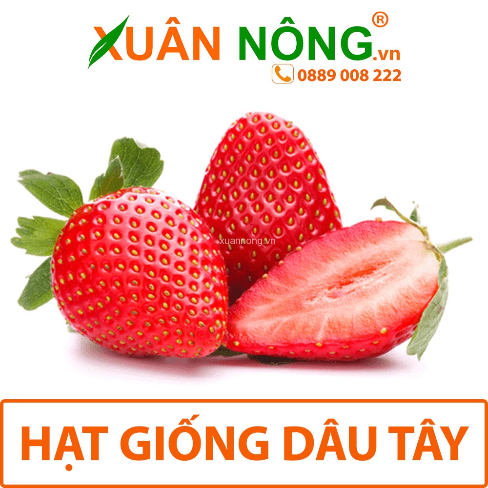 Hạt giống dâu tây