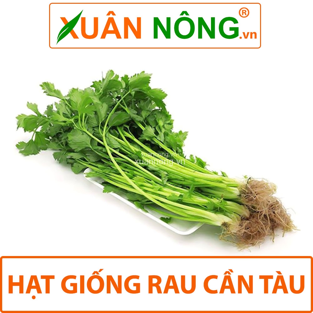 Hạt giống rau cần tàu