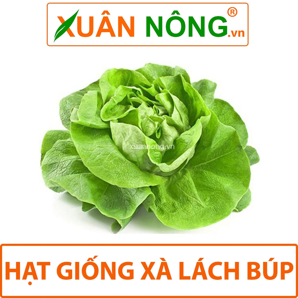 Hạt giống xà lách búp