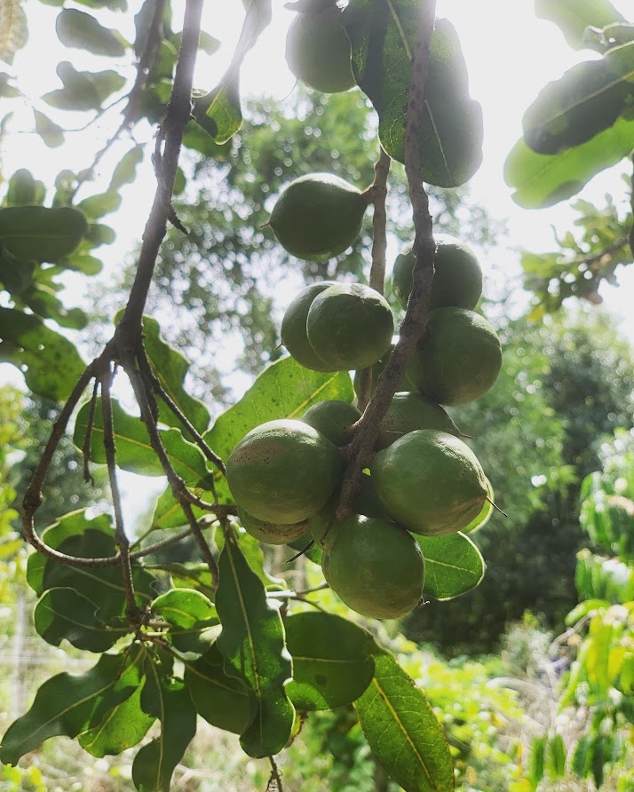 Hạt Macca Đắk Nông