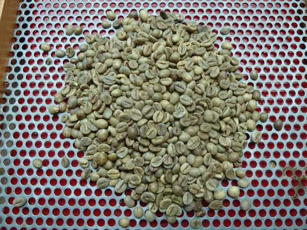 Hạt cà phê Robusta