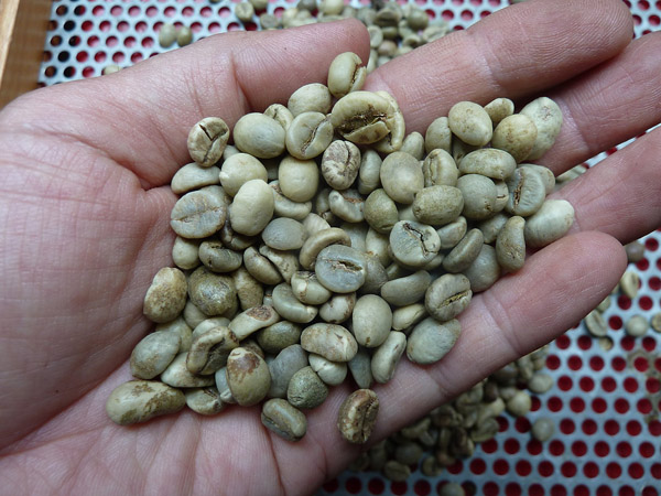 Hạt cà phê Robusta