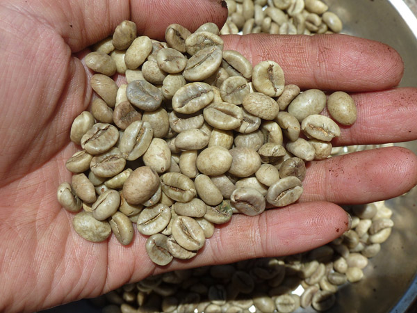Hạt cà phê Robusta