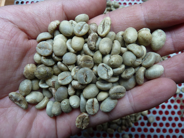 Hạt cà phê Robusta